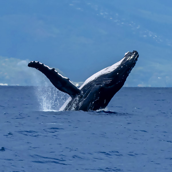 Moorea Whale Watching