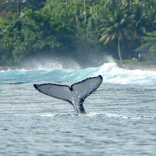 Moorea Whale Watching