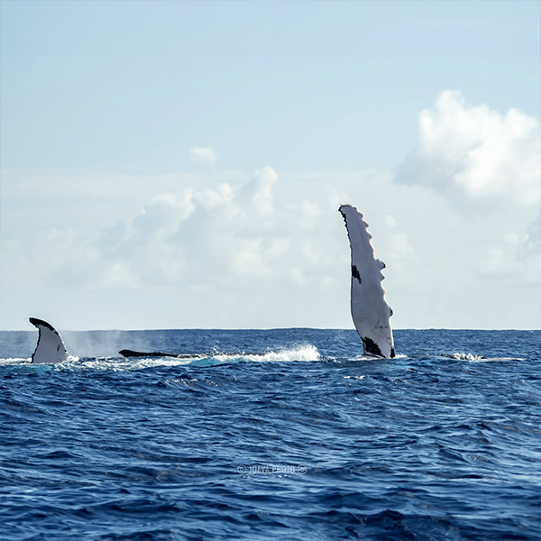 Moorea Whale Watching